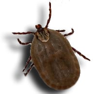 Ticks Commonly Mistaken for Bed Bugs - Sleep-Tite